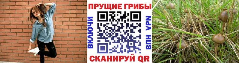 Псилоцибиновые грибы Psilocybe  Купить  Кашин 
